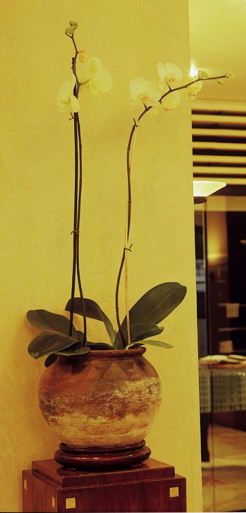 The terracotta pot of this plant can be used to enhance the Earth Element whilst the plant